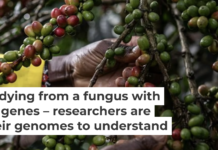 Coffee farming is critical to the economies of several African countries. Wang Guansen/Xinhua via Getty Images